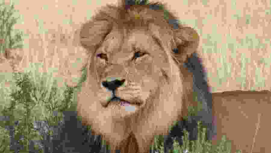 Kgalagadi Transfrontier Park Adventure