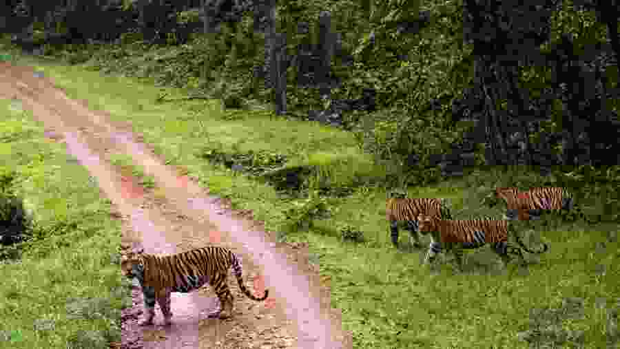 Tiger Reserve
