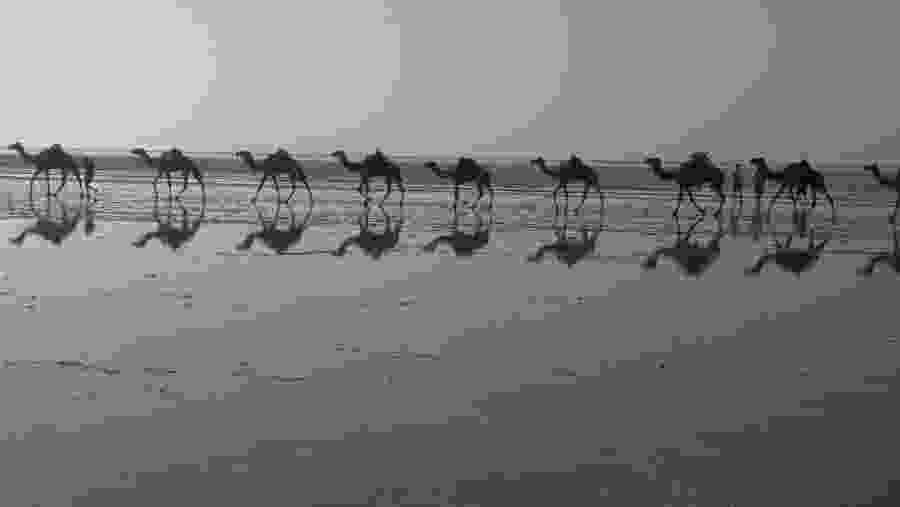 Camel caravans