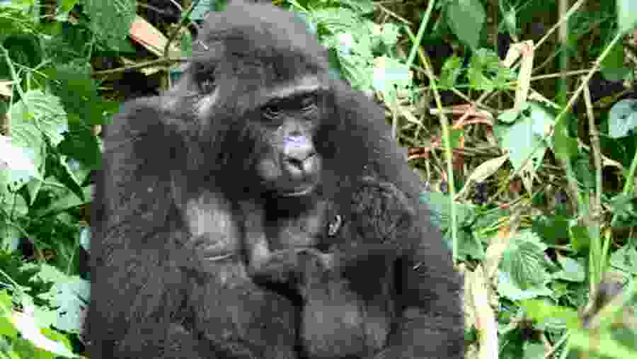 Gorilla Trekking at Bwindi NP