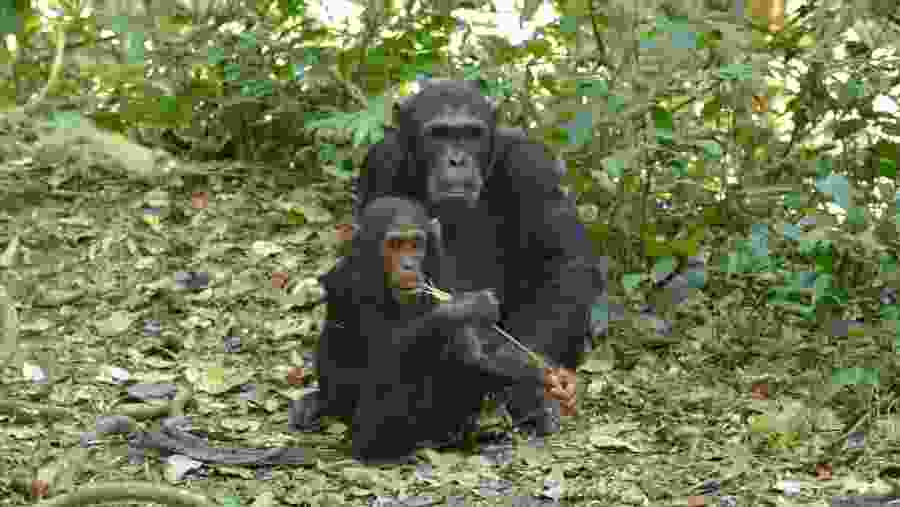 Kyambura Gorge Chimpanzee