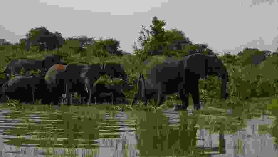 Elephants at Selous Game Reserve