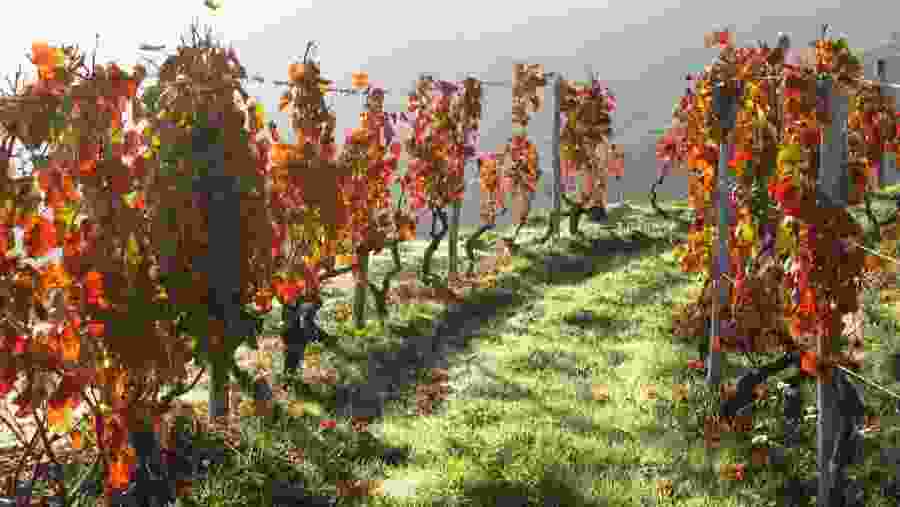 Walk along the vineyards of Douro