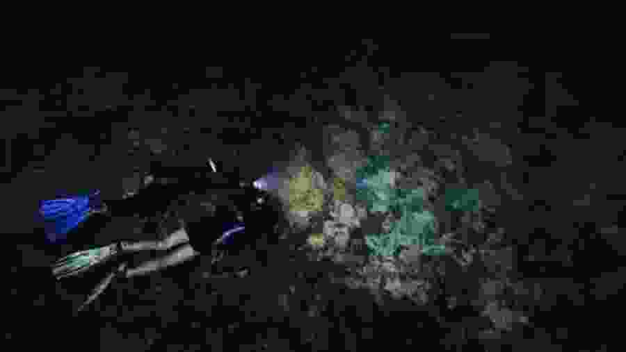 Night Snorkeling In Mirissa