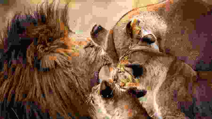 Ngorongoro Crater and Manyara