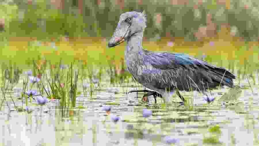 Shoebill