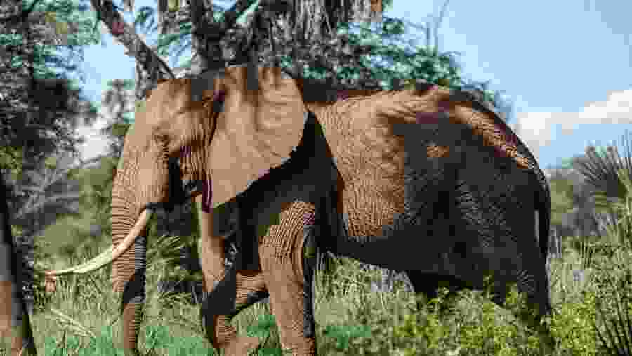 African Elephant