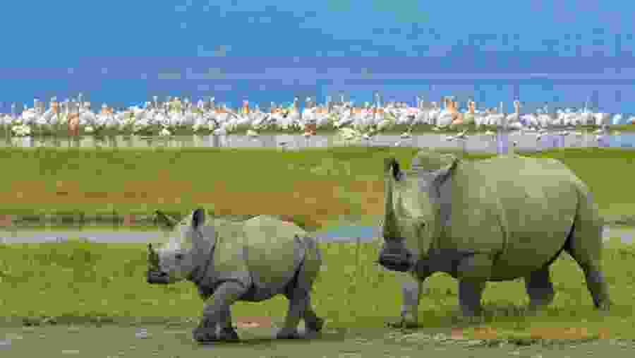 Witness the African wildlife