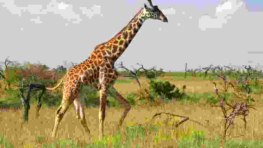 Witness the wildlife