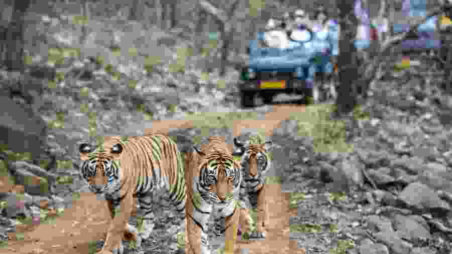 Tigers safari in Ranthambore National Park
