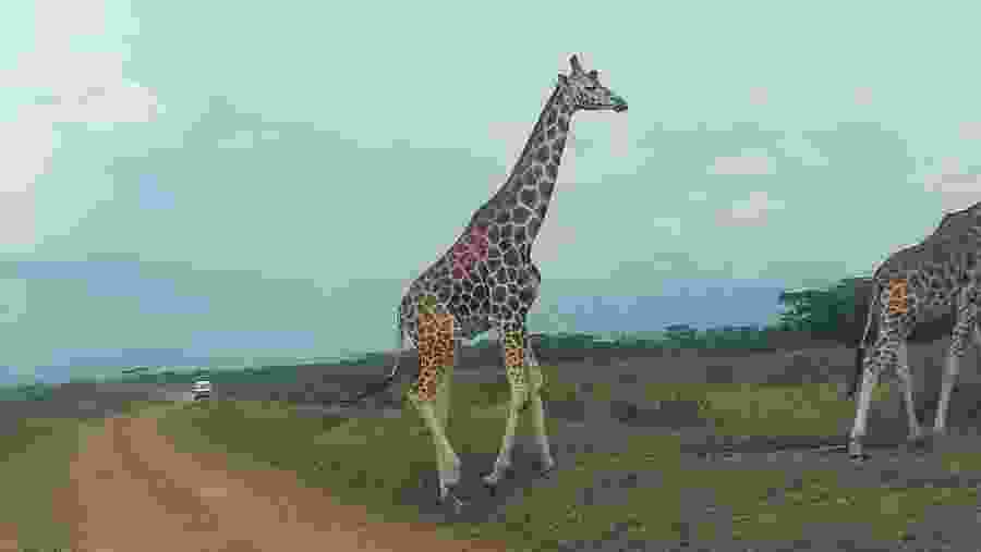 Safari Through the Great Rift Valley