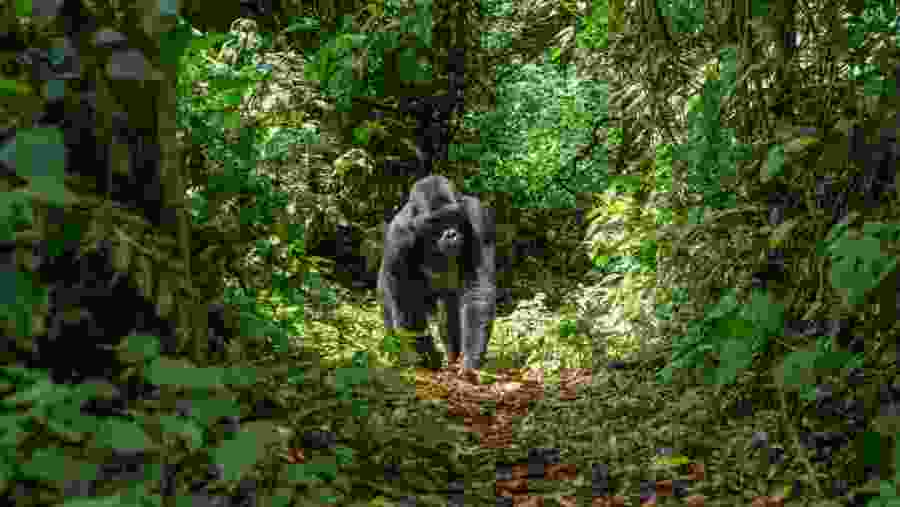 Mountain gorilla in Bwindi Impenetrable forest