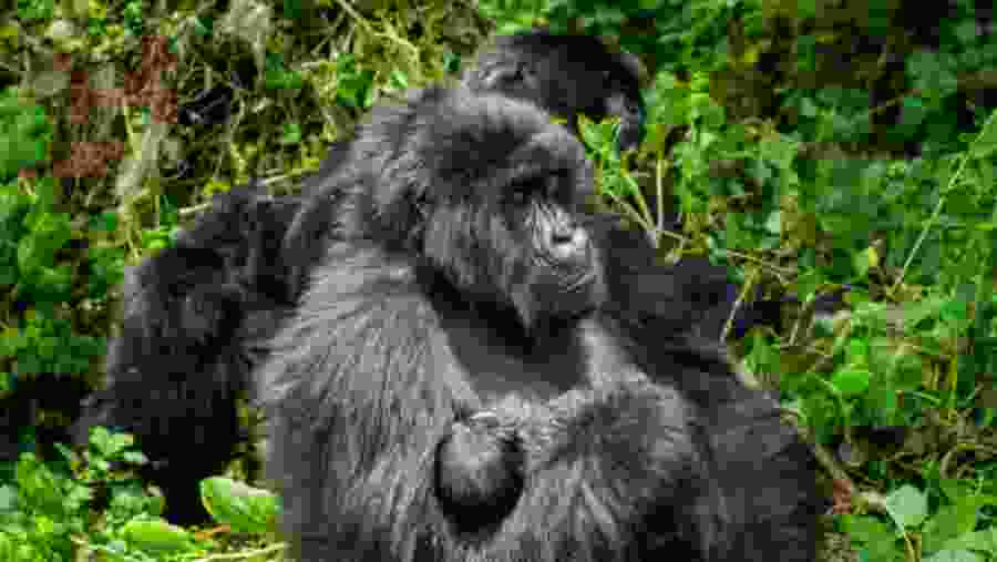 Gorilla in Uganda