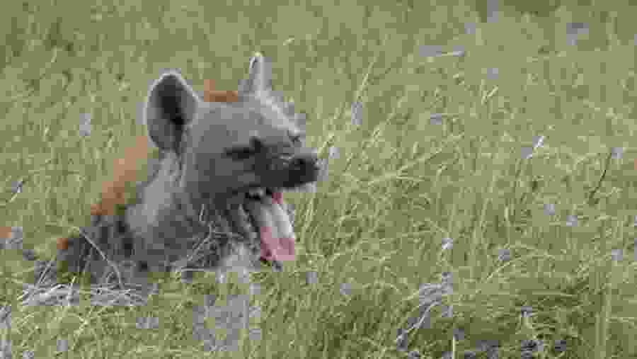 Hyena in Masai Mara