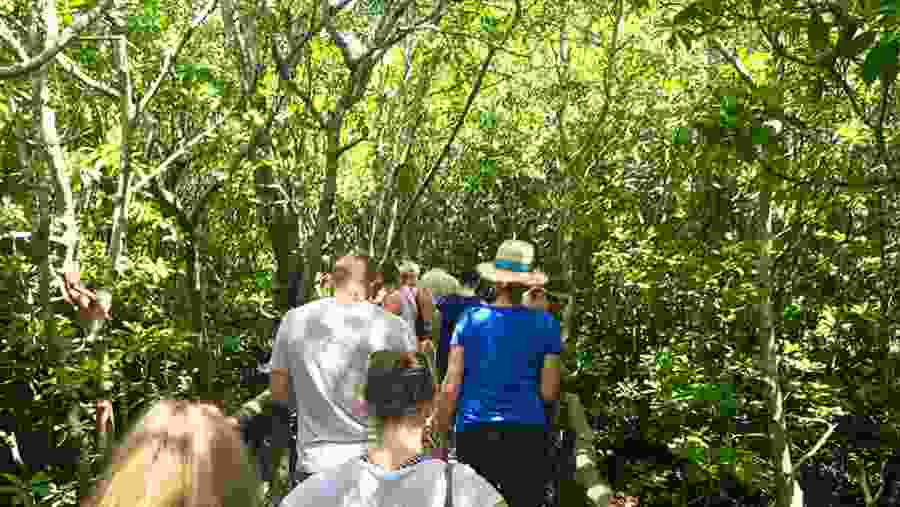 Jozani Forest Tour