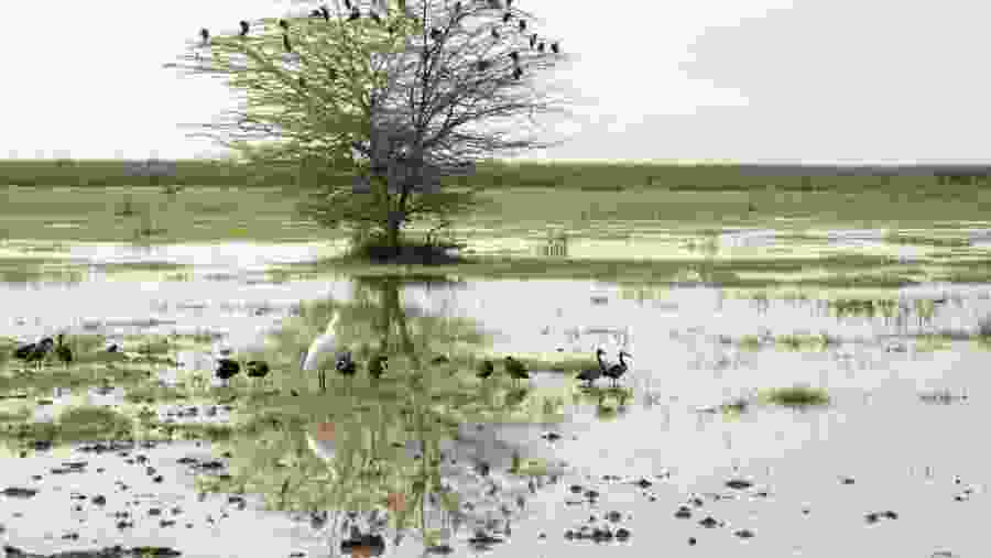 See the Great African Spoonbill