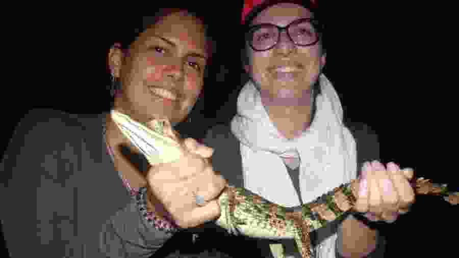 Caiman Alligator