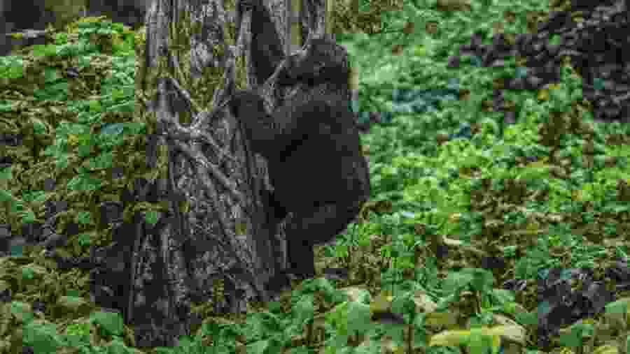 Volcanoes National Park, Rwanda