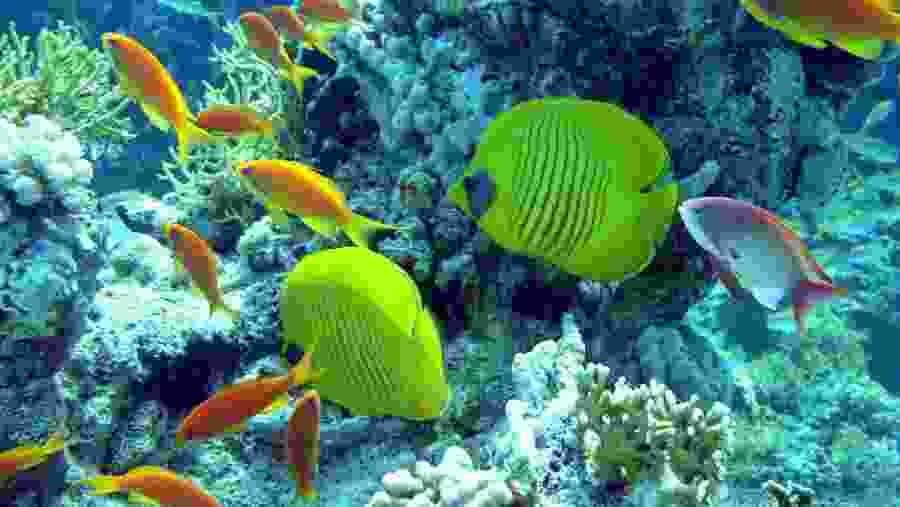Reefs of Giftun Island