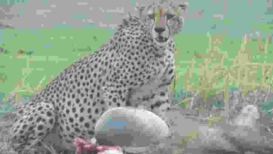 Spot a Cheetah!