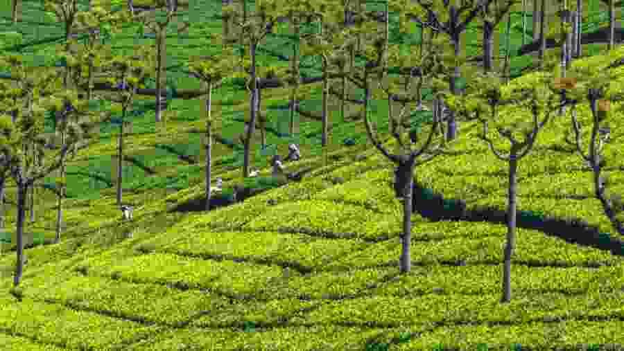 Ooty (Udhagamandalam)