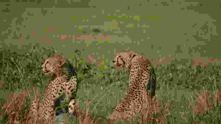 Spot the deadly primate life at Tanzania