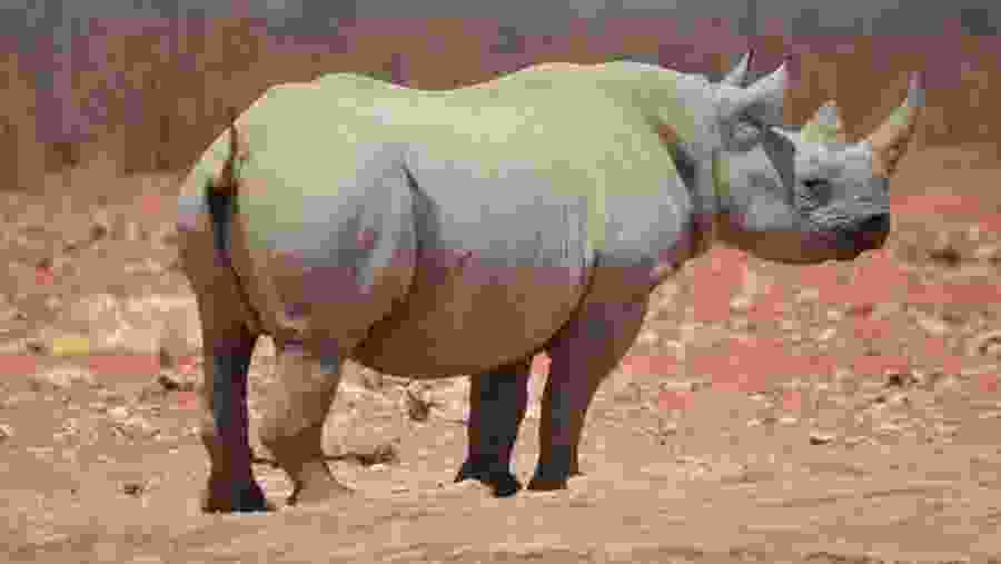 Rhino 