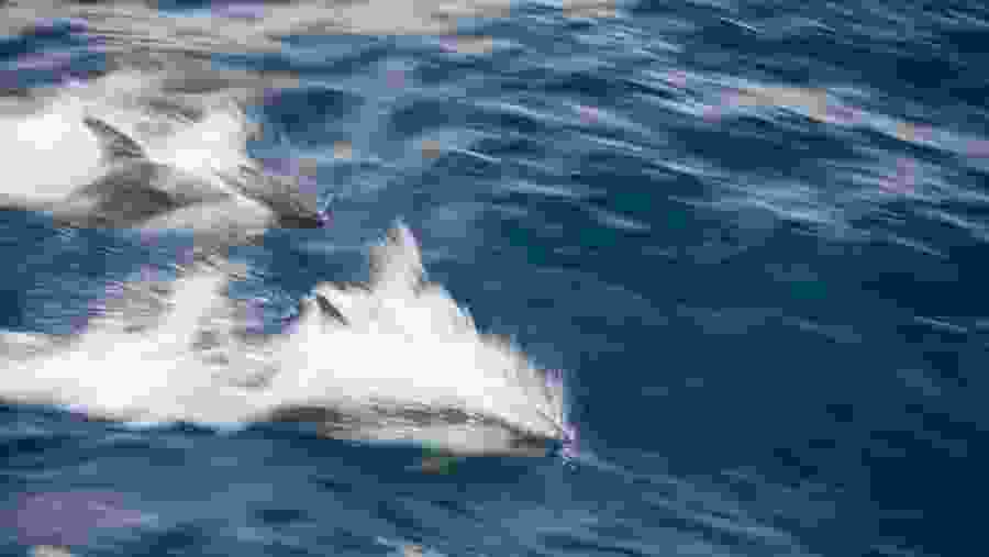 White-beaked dolphin