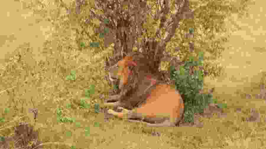 Lion spotted in Masai Mara National Reserve