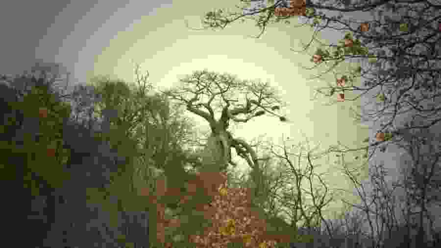 Baobab Tree