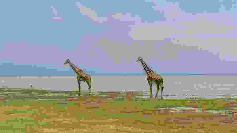 See giraffes against the backdrop of Lake Manyara