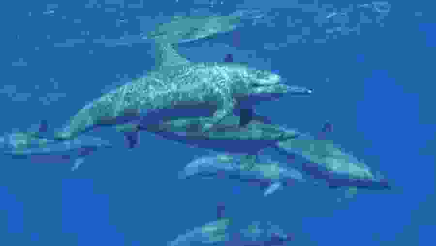Spinner dolphins