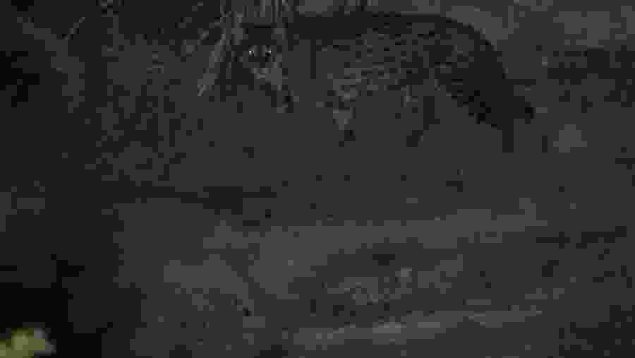 Nocturnal View in Colombo