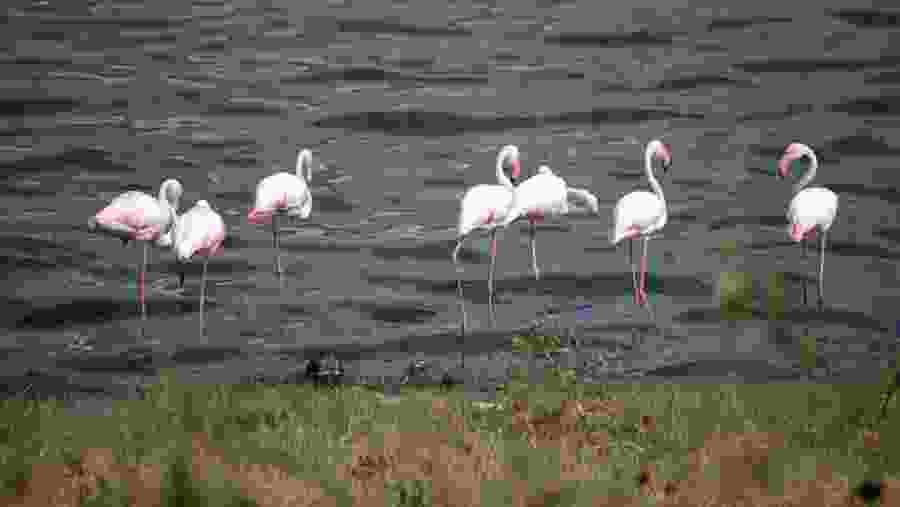 Admire the flamingos near Momela Lake