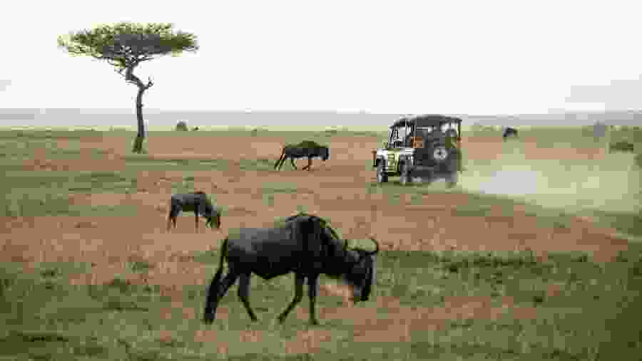 Witness the wildlife