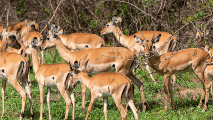 Murchison Falls Uganda