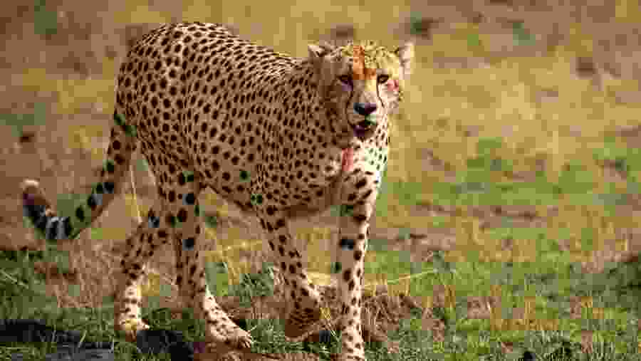 Wildlife in Serengeti
