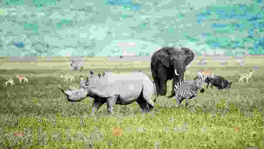 Witness an array of wildlife at Tanzania