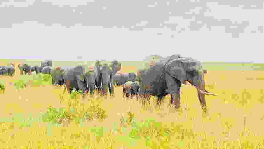 Elephant herd seen on safari