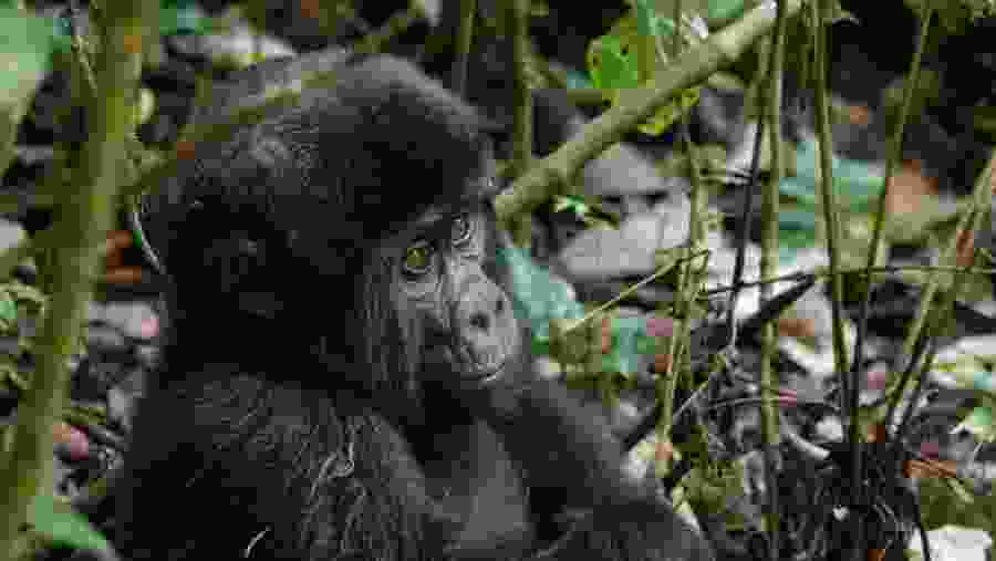 Witness the wildlife