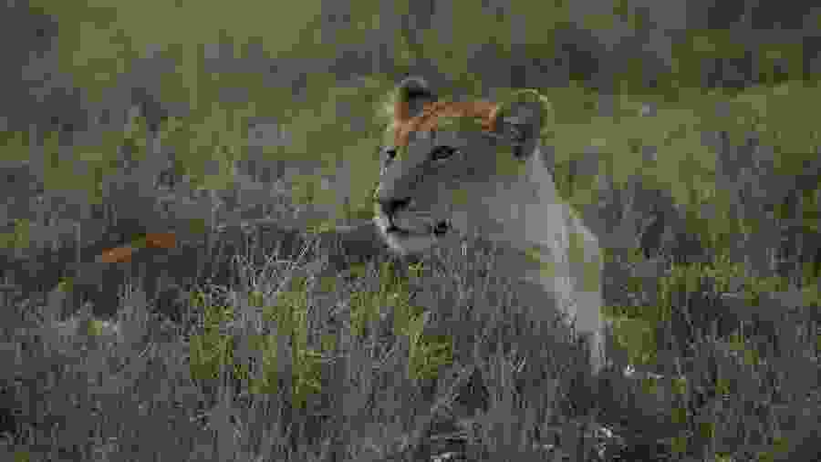 Witness the wildlife