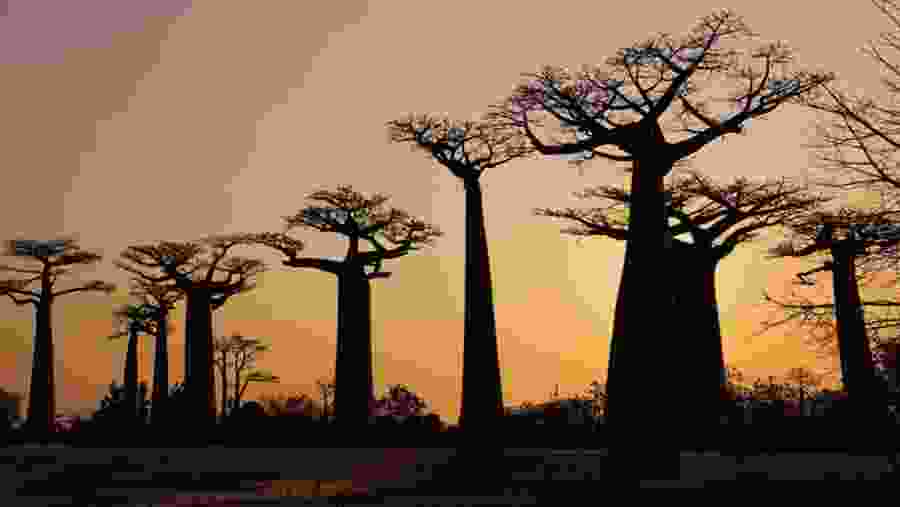 Baobab Trees