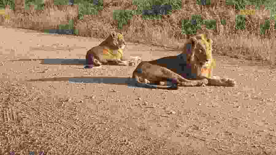 Witness the African wildlife