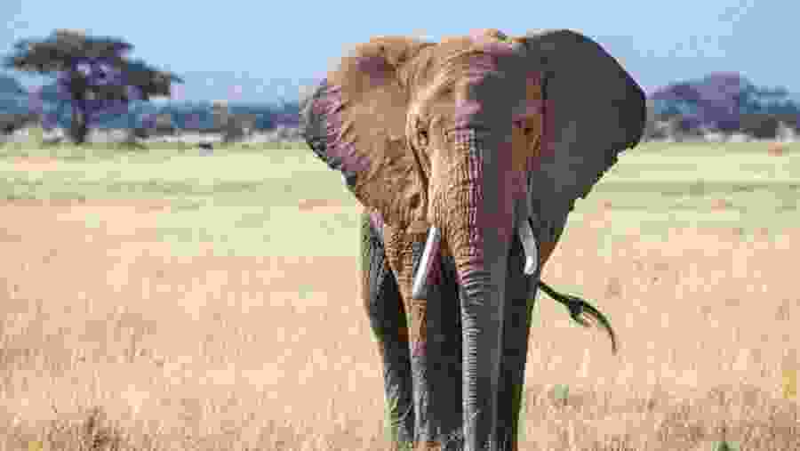 Safari