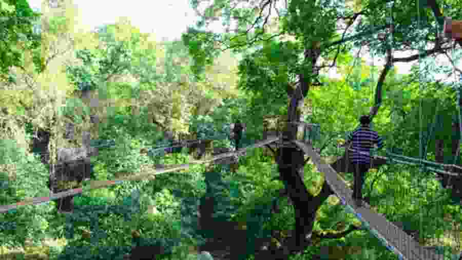 Manyara Treetop Walkway