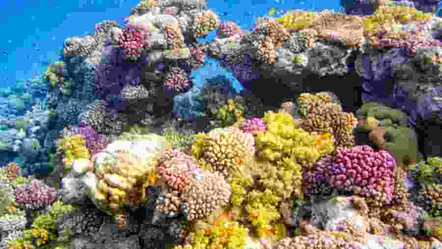 Aquatic life in the Red Sea