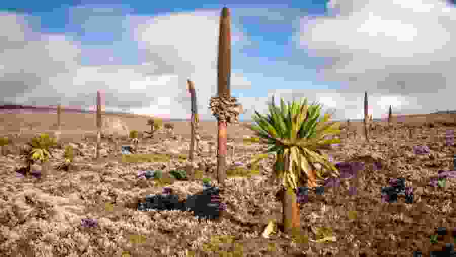 Trekking Tour To Bale Mountain