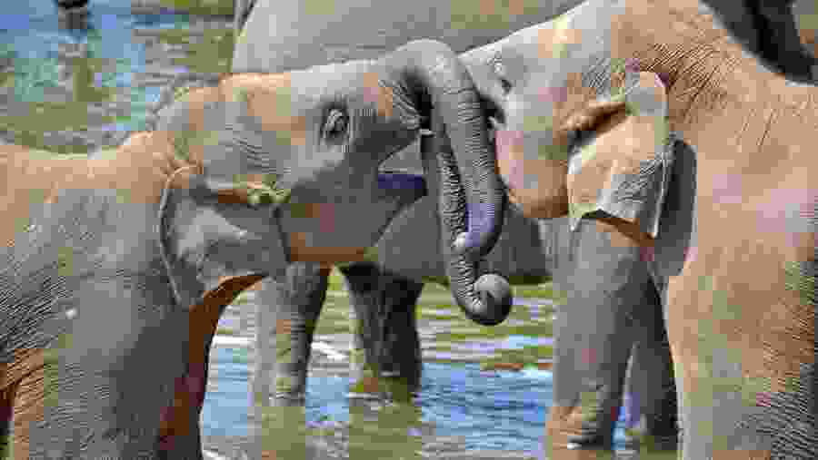 Enjoy the elephants having fun in the river
