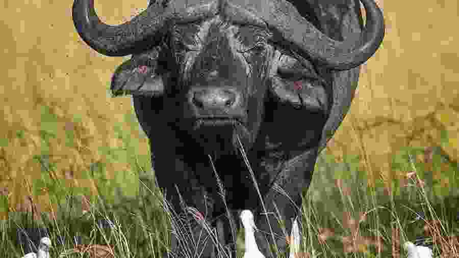 Water Buffalo