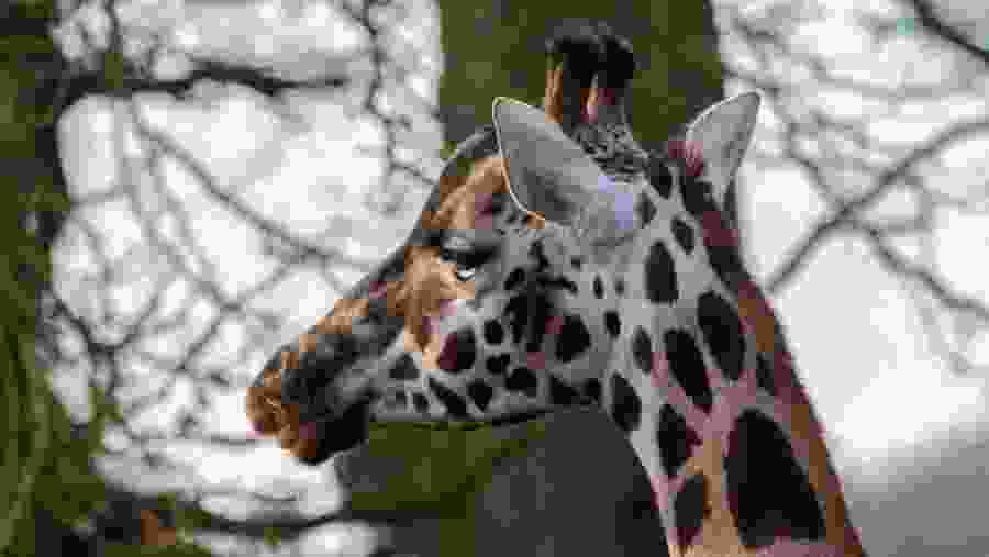 Admire the famous Rothschild's giraffe